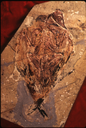 fossil.jpeg-2